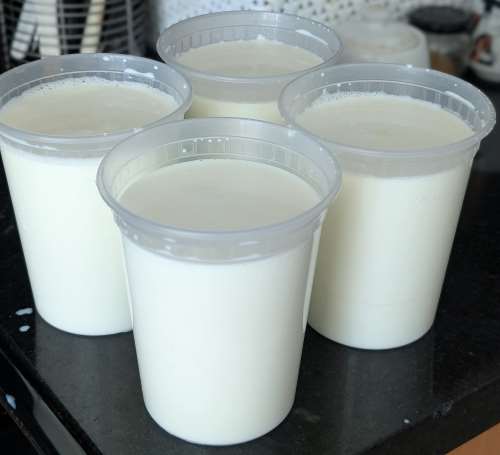 Homemade Yogurt
